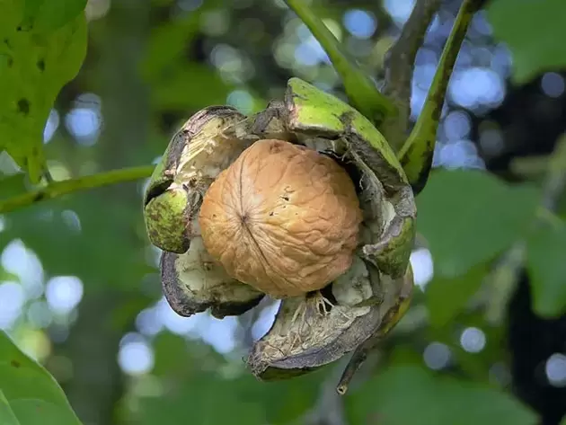 Walnuts for Potential